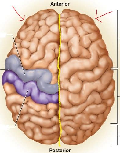 Bi Chapter The Brain Flashcards Quizlet