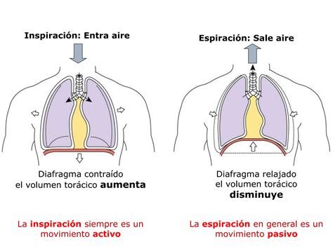 Fisiopatologia Pulmonar West 2