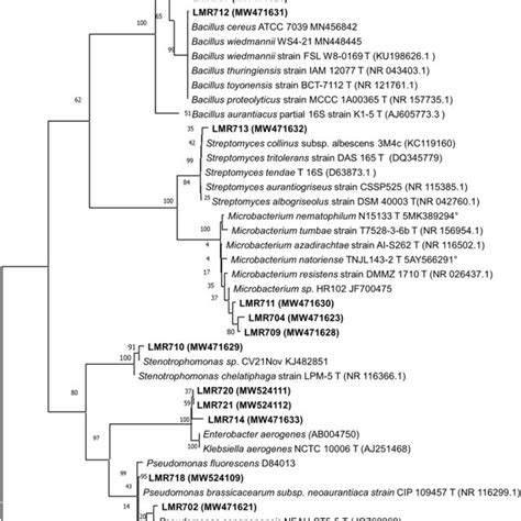 Maximum Likelihood Phylogeny Of 16s Rrna Gene Sequences Of Endophytic