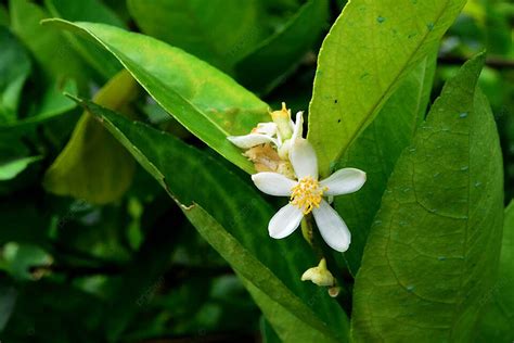 Lemon Flower Green Tree Lemon Photo Background And Picture For Free Download - Pngtree