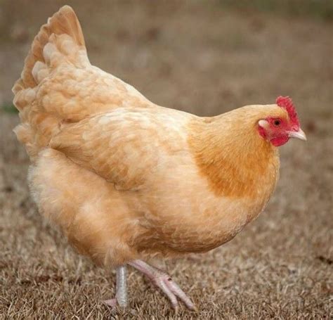 Top 10 Beautiful Yellow Chicken Breeds Sand Creek Farm