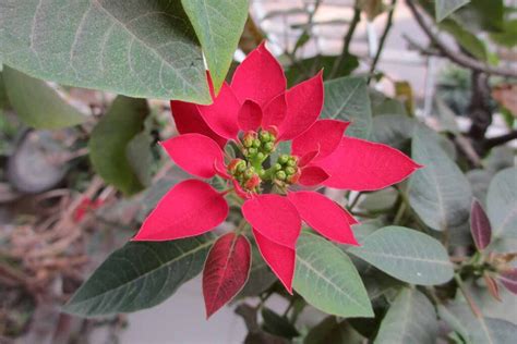 Poinsettia Flower Growing Guides Tips And Information