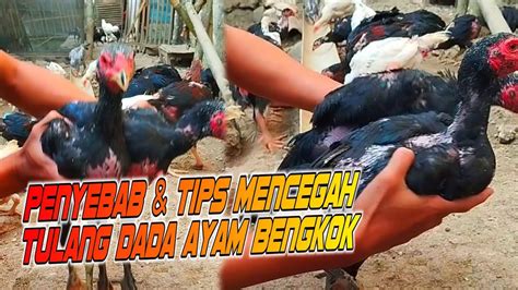 Penyebab tulang dada ayam bengkok - YouTube