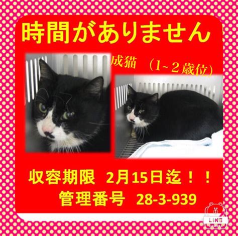 時間がありません。助けて下さい。 ルル 宇部の猫の里親募集｜ジモティー