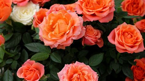 Descubre La Belleza De Los Diferentes Tipos De Rosas Una Gu A Completa