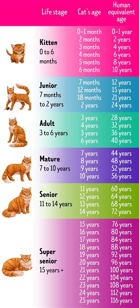 How To Tell A Cats Age In Human Years Años Gato Gatos Humano