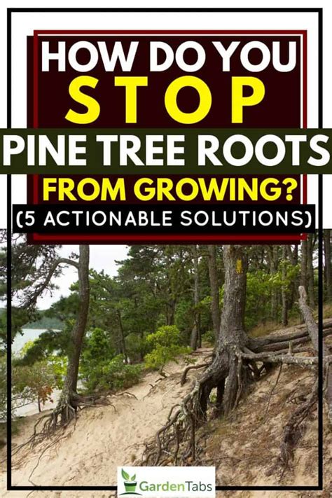 How Do You Stop Pine Tree Roots From Growing? [5 Actionable Solutions]