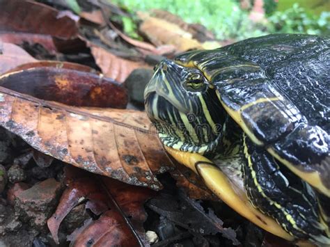 Red Eye Slider turtle stock image. Image of frog, nature - 237834339