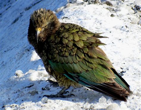 Bildet natur snø fugl vinge dyreliv nebb alpine fauna