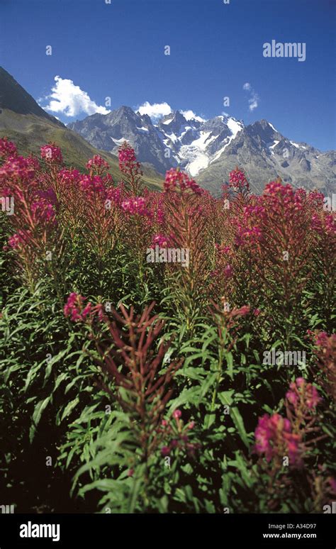 La Meije Of The Col Du Lautaret Hi Res Stock Photography And Images Alamy