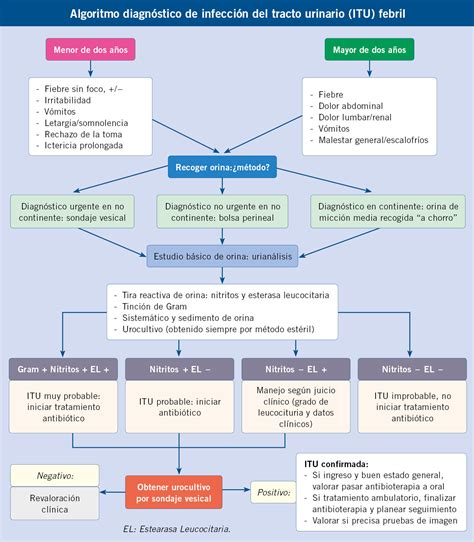 Infección del tracto urinario y reflujo vesicoureteral Pediatría integral