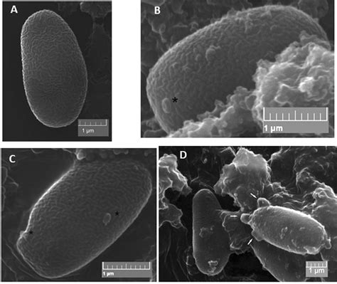 Changes In The Spore Exosporium Observed By Sem A Control B D