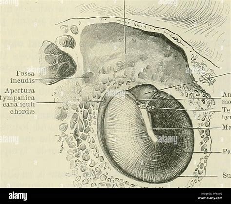 Tympanic Cavity High Resolution Stock Photography and Images - Alamy