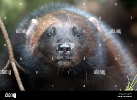 Wolverine animal with prey hi-res stock photography and images - Alamy