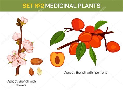 Apricot Branch With Flowers And Ripe Fruits Cross Section Medicinal