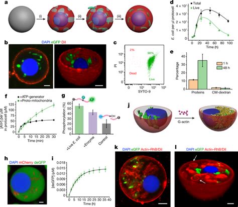 Live Cell Energization Of Bacteriogenic Protocells A Implantation Of