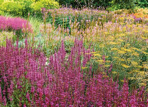 Quelles Plantes Choisir Pour Un Sol Argileux