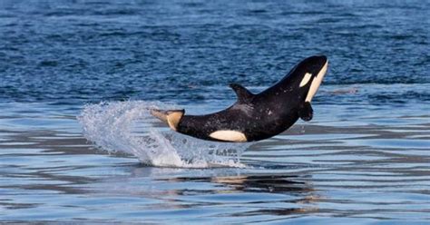 B.C. Orca Baby Shows Off Near Vancouver Island