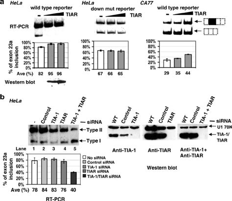 Tia 1tiar Proteins Promote Inclusion Of Exon 23a A Overexpression