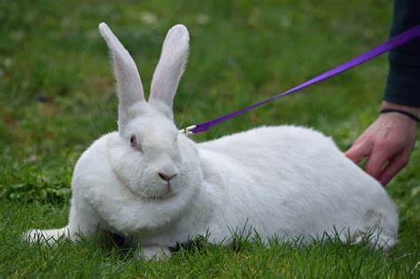 White Flemish Giant Rabbit