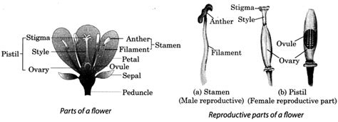 Cbse Class 7 Science Chapter 12 Notes Reproduction In Plants Ncert Books