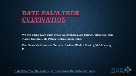 PPT - Date Palm Tree Cultivation PowerPoint Presentation, free download ...