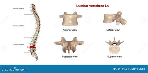 Lumbar vertebrae L4 stock illustration. Illustration of cervical - 78412459