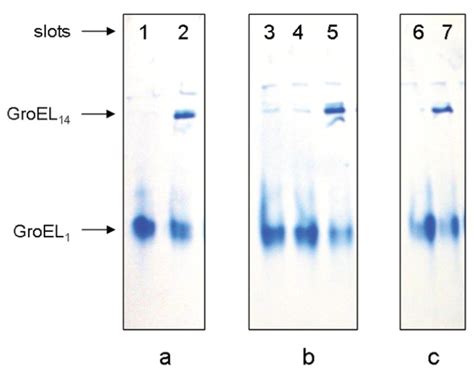 Nondenaturing Gel Electrophoresis Of Folded Groel Monomers Incubated Download Scientific