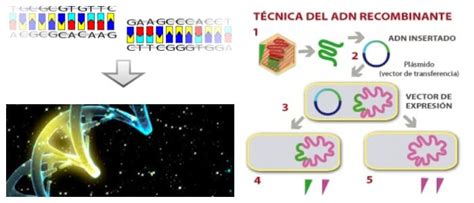 Adn Recombinante Qué Es Cómo Funciona Clonación Amplificación e