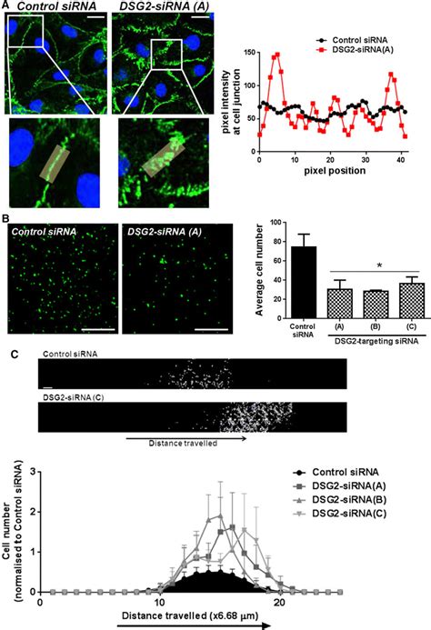 Dsg Knockdown Alters Bmec Cell Junction Formation Adhesion And