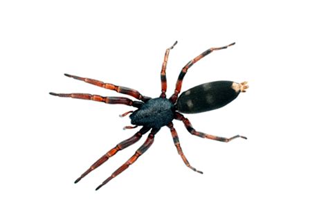 White-Tailed Spider Removal Melbourne | Pest Control Empire