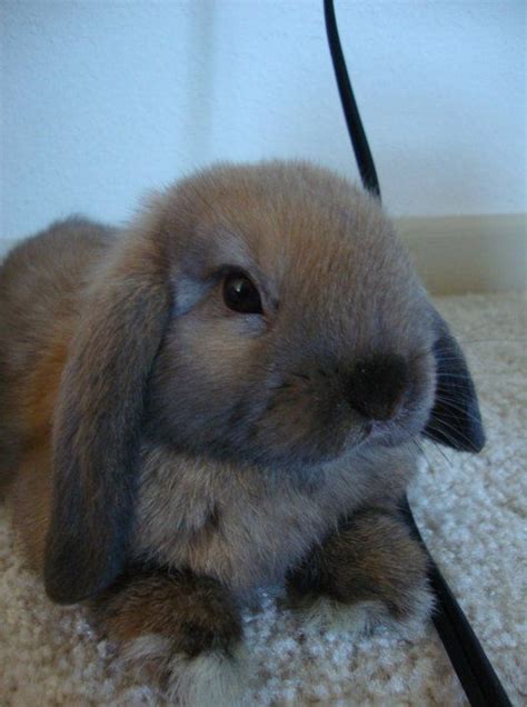 Brown Holland Lop Animal Lover Cute Creatures Holland Lop