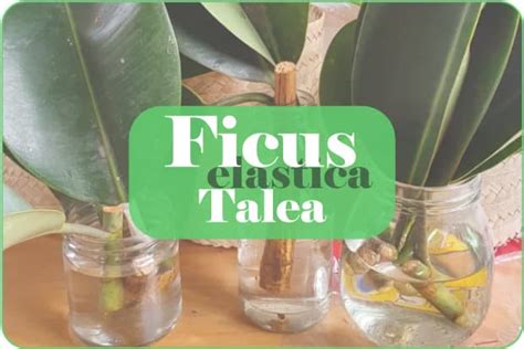 Talea Di Ficus Elastica 3 Modi Semplici Per Propagarlo