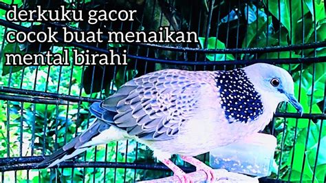 Derkuku Jawa Super Gacor Suara Merdu Tajam Cocok Buat Pancingan Derkuku