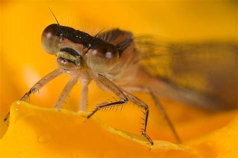 Damselfly Face Closeup 0373 V36 Photo Duncan Photos At