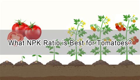 NPK ratio归档 - NPK Fertilizer/Humic Acid Leading Brand, DAP, MAP | RissoChemical Fertilizer