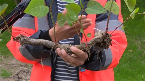 La Renou E Du Japon Une Plante Tr S Invasive Fait Des Ravages Dans