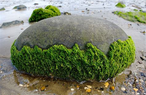 Killer Algae Covers The Shore Of Brittany Beaches It’s Alarming Science Times