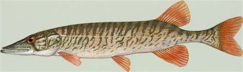 How Big Do Redfin Pickerel Get? – Northern Pike Fishing Tips