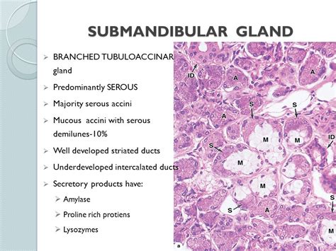 Salivary Gland Duct Histology