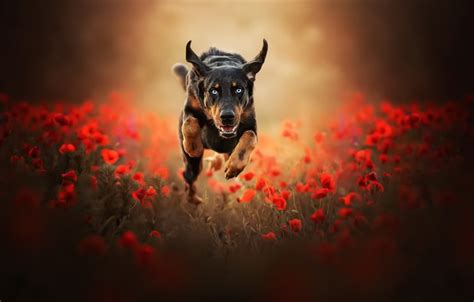 Wallpaper Maki Dog Running Images For Desktop Section собаки Download