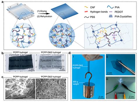 燕山大学焦体峰、秦志辉ucla贺曦敏 Afm：具有良好生物相容性和抗溶胀特性的高强度、各向异性导电水凝胶作为人工电子肌腱中国聚合物网科教新闻