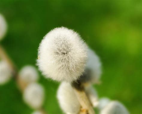 Pussy Willow Flowers Desktop Wallpapers Preview Wallpaper