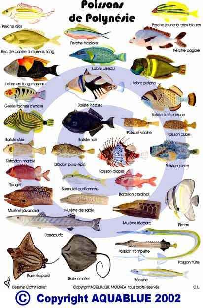 Especes Poissons Tahiti Info Voyage Carte Plan