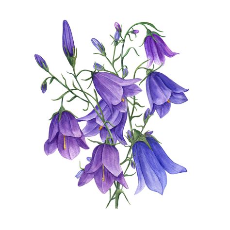Bouquet of delicate blue lilac bells. Wild campanula flowers, harebells