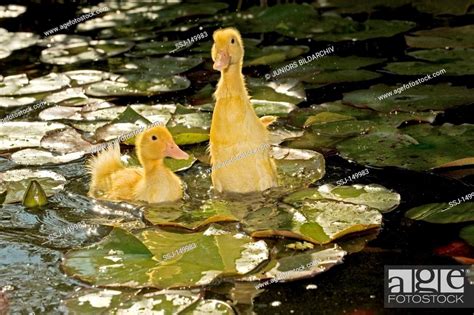 two ducklings - swimming, Stock Photo, Picture And Rights Managed Image ...