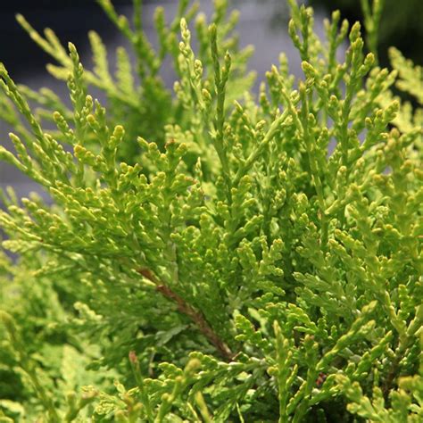 Thuja occidentalis Danica Aurea Conifère nain en boule et au