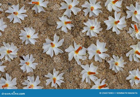 nyctanthes arbor tristis  night flowering jasmine  parijat