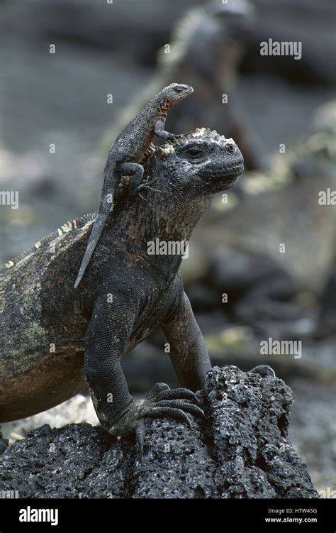 Lava Lizard Tropidurus Albemarlensis On The Head Of A Marine Iguana