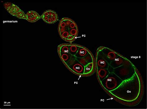 Green Fluorescent Protein Research